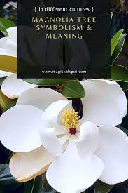 Magnolia Tree Symbolism And Meaning In Different Cultures Tree Meanings Magnolia Trees Magnolia