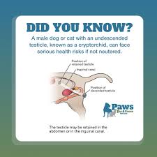 Image result for Undescended Testicle