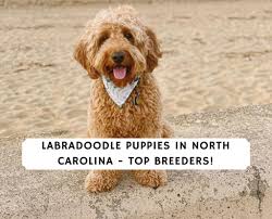 At parfait mischen, we are passionate about goldendoodles. Labradoodle Puppies In North Carolina Top 5 Breeders 2021 We Love Doodles