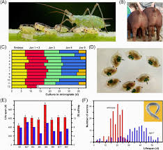 Make a coloring book with grasshopper carapace for one click. Stochastic Developmental Variation An Epigenetic Source Of Phenotypic Diversity With Far Reaching Biological Consequences Springerlink