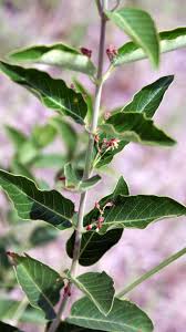 Image result for Tacazzea