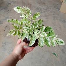 Image result for Radermachera