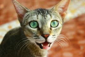 There are several reasons for this, and they all come back to one fact. Dental Care For Cats