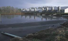 Scientist Discovers Alternative Use For Hog Waste