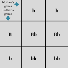 Punnett square ratios mcat genetics guide. What Is A Punnett Square And Why Is It Useful In Genetics Ppt Genetics Heredity Mendel And Punnett Squares His Punnet Square Simplifies And Visually Demonstrates
