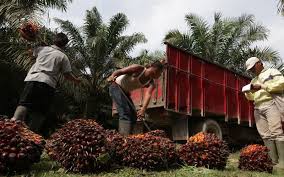 Samudera sawit nabati, pt jl. Ratusan Perusahaan Sawit Langgar Ketentuan Ekonomi Bisnis Com
