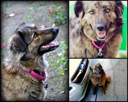 Meet Patoo She Came To The U S All The Way From Iran S Vafa Animal Shelter To The Home Of Our Loyal Subaru Customer Farah Ravon Dog Test Animal Shelter Dogs