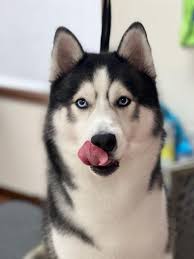 This is Bandit one of my 3 huskies (the only boy).... This is his fur after  brushing him, this is also him watching this family of raccoons in the  field... If you