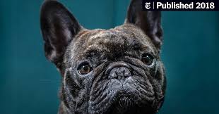 Frenchie can be adopted in texas. The Price French Bulldogs Pay For Being So Cute The New York Times