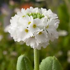 Image result for Primula