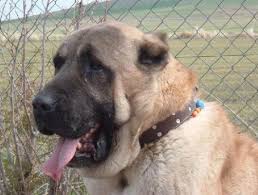 Kangallar Fircalama Disinda Pek Bir Bakim Gerektirmezler Saglikli Kopeklerdir Kangallar Ev Icin Uygun Degildirler Cunku Cok Iri Yapilari Vardir Dogs Animals