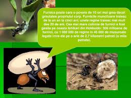 Sunteți în căutarea unei planșe de colorat cu furnici? Ppt Furnica Powerpoint Presentation Free Download Id 1364618