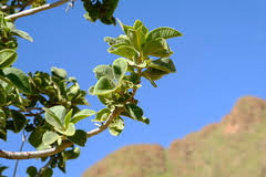 Image result for Ozoroa pwetoensis