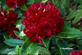 The Deep Red Purple Flowers Have A Distinct Black Eye On The Upper Lobe A Great Plant 6 10 10428 Rhododendron Black Magic Rhododendron Plants Flowers