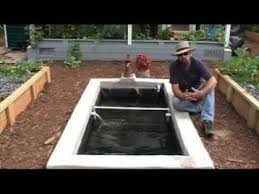 How We Add Freshwater Prawns Shrimp To Our Aquaponics System Youtube