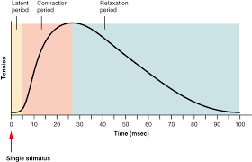 Motor Units And Muscle Twitches