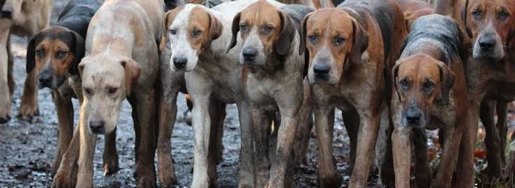 Foxhound English Fox Hunting Dogs Pointer Dog Fox Hound British Hunting Dog Breeds Fox Hunting Dogs