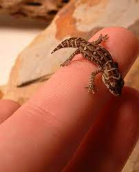Care And Feeding Of Gecko Hatchlings - Gecko Time