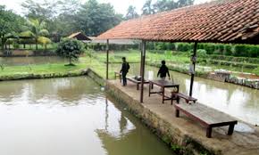 Cinangka Indah Tinggal Pilih Beragam Jenis Ikan Pancingan Ada Disini Kabar Mancing