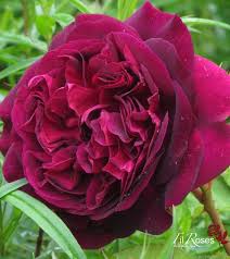 Munstead Wood Rose Photo Rose Rose Photos David Austin Roses