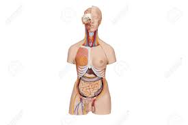 Maybe you would like to learn more about one of these? Torso Model With Male Or Female Organs Inner Structure Human Anatomy Medical Mannequin Isolated On White Background Part Of Human Body Model With Organ System Medical Education Concept Muscles Stock Photo Picture