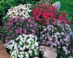 We recommend giving this plant a good feed until it is established. Top Ten Ground Cover Perennials Gardening Tips With J Parker S