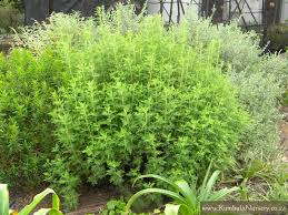 Image result for Acacia afra