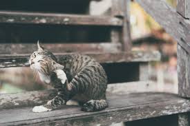 Fleas can transfer parasites like tapeworms (requiring a cat dewormer to treat), cause a reaction like flea allergy dermatitis, or lead to anemia. Parasites Affecting Cats Removing Ticks And Fleas Zooplus Magazine