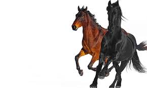 Yeah, i'm gonna take my horse to the old town road i'm gonna ride 'til i can't no more i'm gonna take my horse to the old town road i'm gonna ride 'til i can't no more (kio, kio) lil nas x: i got the horses in the back horse tack is attached hat is matte black got the boots that's black to match ridin' on a horse, ha you can whip your porsche Lil Nas X Old Town Road Remix Lyrics The West News