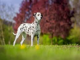 Find purebred akc puppies for sale and cute dogs for sale from local dog breeders near you. 8 Popular Dog Breeds In India