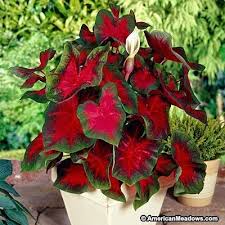 Florida Cardinal Caladium Plants Bulb Flowers Caladium