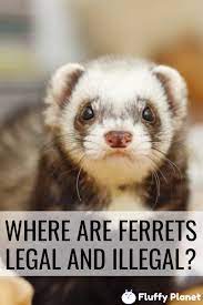 Pin On Ferrets