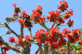 Image result for Erythrina latissima