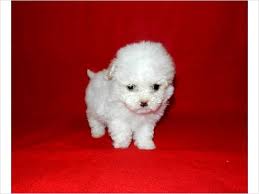 Browse thru maltipoo puppies for sale near plano, texas, usa area listings on puppyfinder.com to find your perfect puppy. Precious Maltipoo Puppies 350 Houston Texas Maltipoo Puppy Puppies Pets