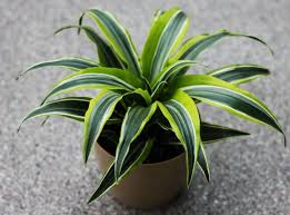 Does dracaena fragrans need sunlight? Why Does My Corn Plant Have Brown Tips Dracaena Fragrans Smart Garden Guide