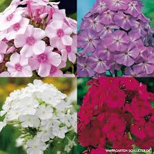 Die einfachste methode ist es, jährlich gleich nach der ernte die zu dicht stehenden und die zu starken nach innen wachsenden triebe zu entfernen. Gartenphlox Mischung 4 Stuck Phlox Paniculata Schnittstauden Garten Schluter