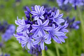 Image result for Agapanthus codii