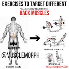 However, the spinal erectors travel the length of the entire spine. Back Exercise Musclemorph Https Musclemorphsupps Com Back Workout Bodybuilding Lower Back Exercises Gym Back Workout