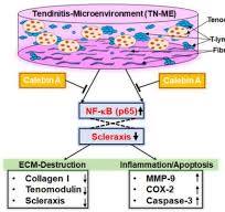 Calebin A, a Compound of Turmeric, Down-Regulates ...