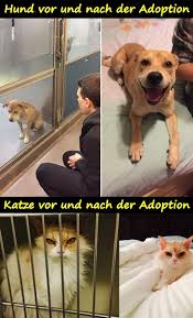 Cristiano ronaldo dos santos aveiro. Adoption Lustige Spruche Meme Lustige Lustige Bilder Beste Katze Xdpedia De 577