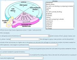 Interphase is often included in discussions of mitosis, but interphase is technically not part of mitosis, but rather encompasses stages g1, s, and g2 of the cell cycle. Solved Interphase Mitotic Phase The Cell Is Not Dividing Chegg Com