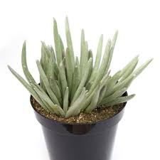 Image result for Senecio purpureus