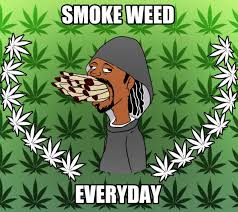 smokeweed