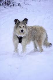 Meet Arnie...Mioritic or not Mioritic, that is the question... We think he  may have been crossed with a donkey!😍