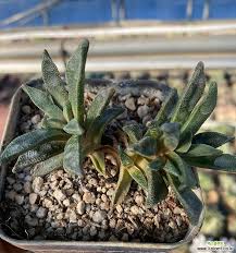 Image result for Nananthus vittatus