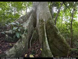 Panorama Of Lowland Tropical Rainforest With Giant Fig Tree Mahali Is Full Of Trees Trunked In This Fashion Rainforest Trees Tropical Rainforest Tree