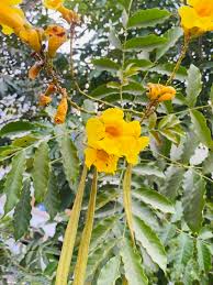 Image result for Markhamia tomentosa