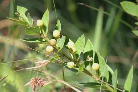 Image result for Clutia monticola