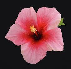 Pin On Flowers