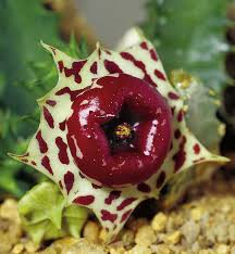 Image result for Aloe haroniensis